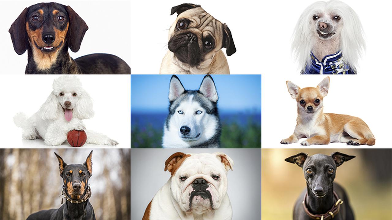 узнать породу собаки по фотографии