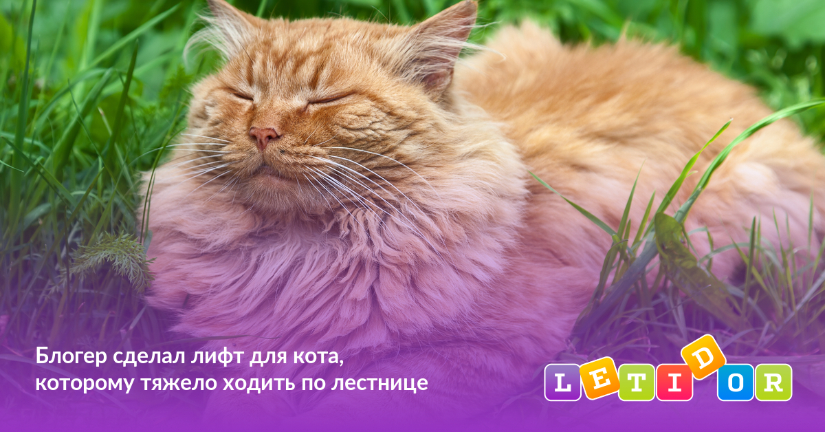 Блогер сделал лифт для кота, которому тяжело ходить по лестнице - Летидор