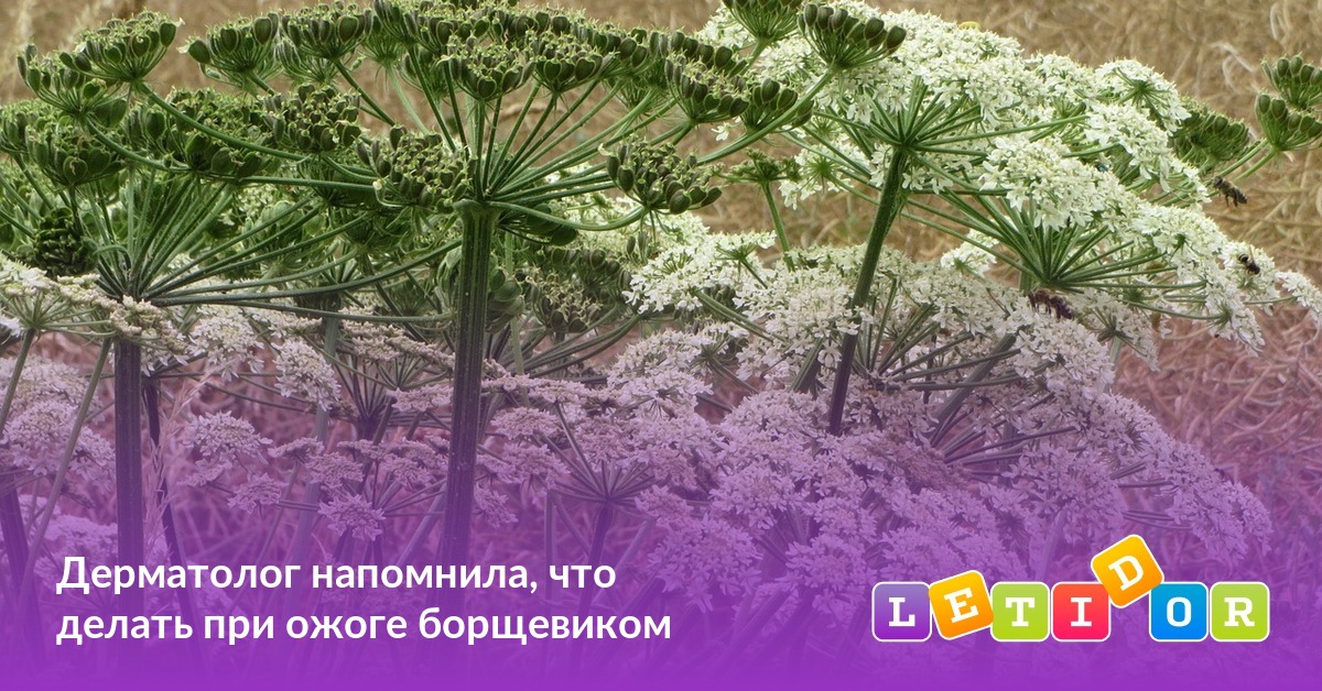 Дерматолог напомнила, что делать при ожоге борщевиком - Летидор