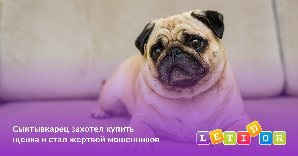 лабрадор с соской. собака лежит. джек рассел линька. обои на рабочий стол щенки лабрадора шоколадные.