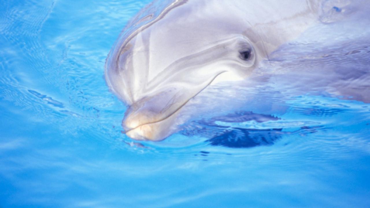 Ты даже не услышишь: как дельфины лечат нас ультразвуком