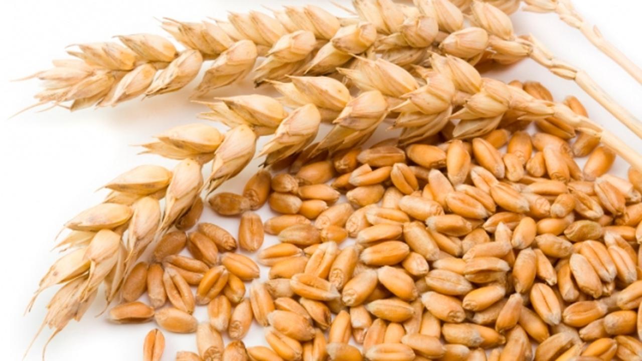 мешочек с зерном. из 6 кг пшеницы. из 6 кг пшеницы. из пшеницы получается 80% муки. полба мука.