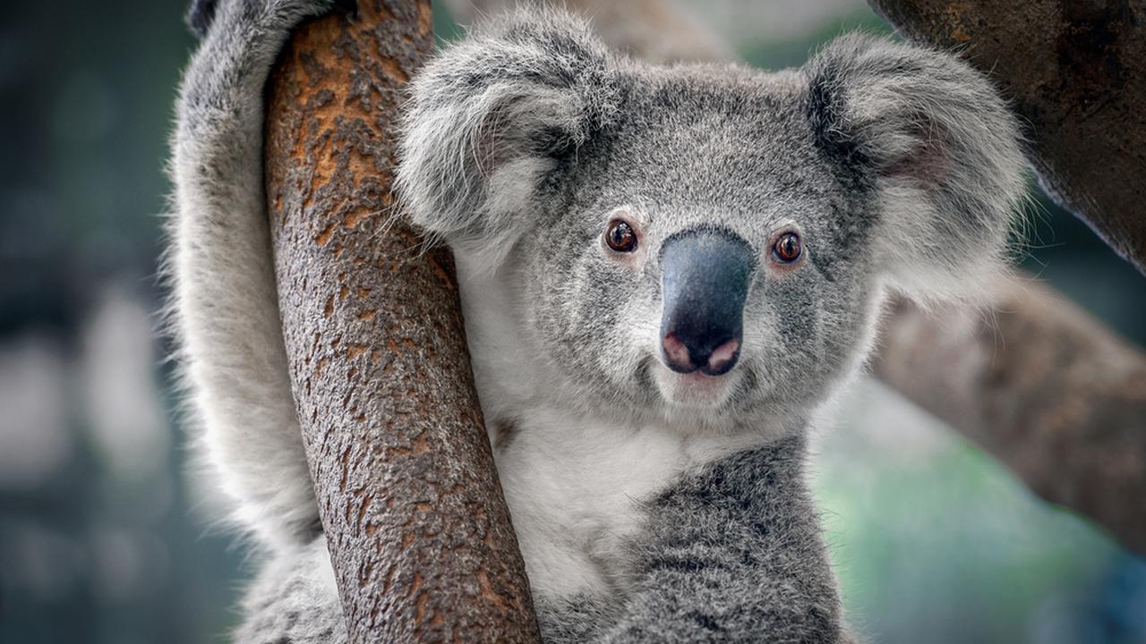 Коала
