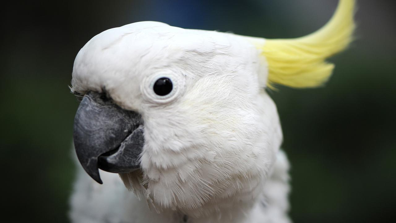 Попугай Какаду голубой