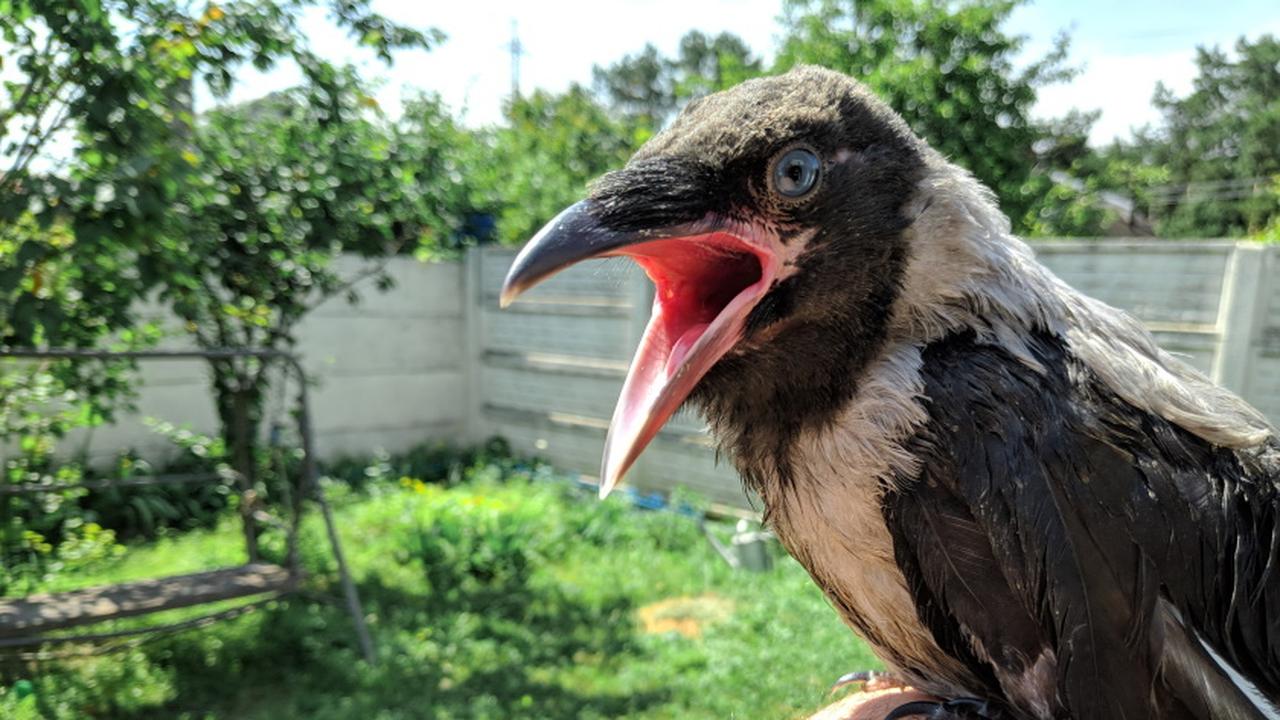 Ворона годы жизни. Мстительные птицы. Вороны 3. Crow chick.