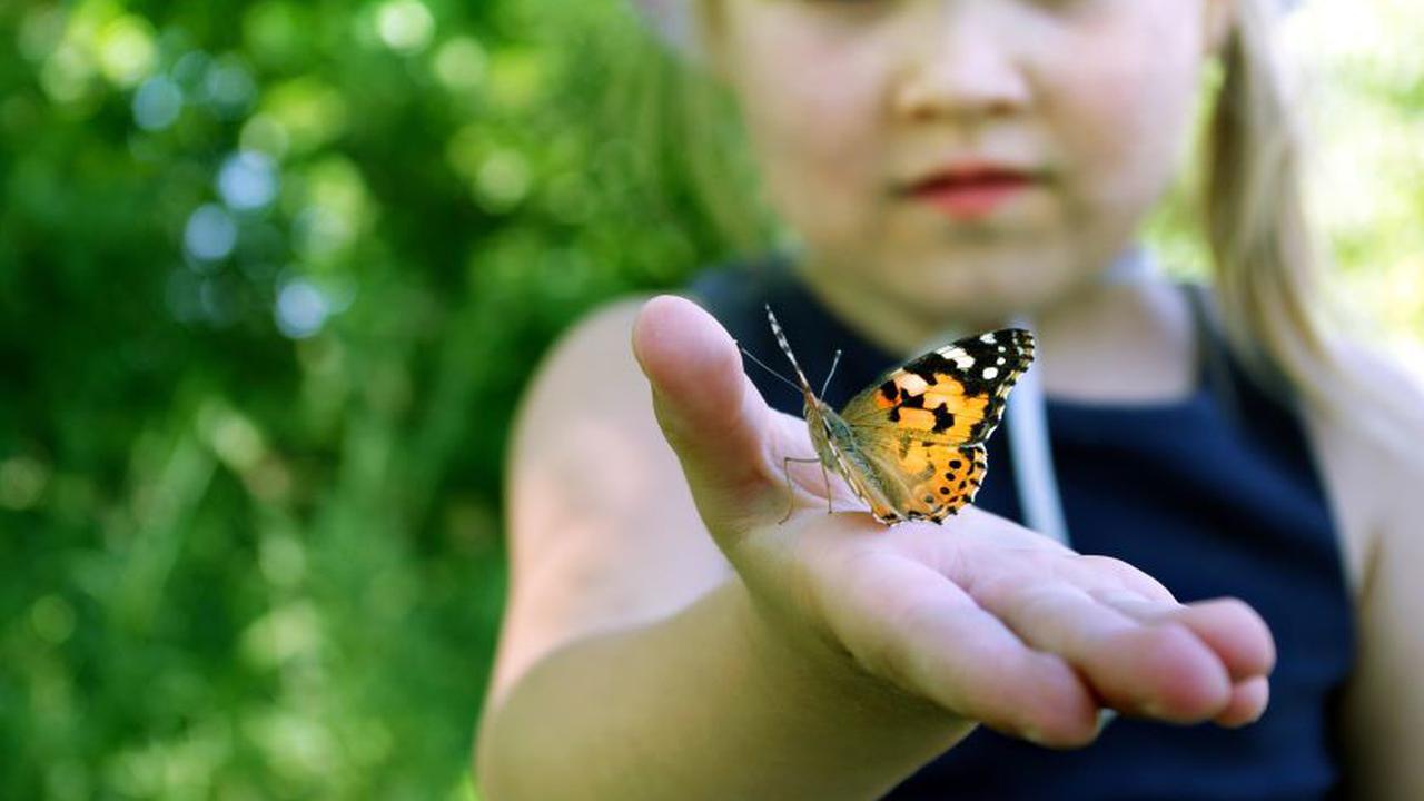 Бабочка на детской руке