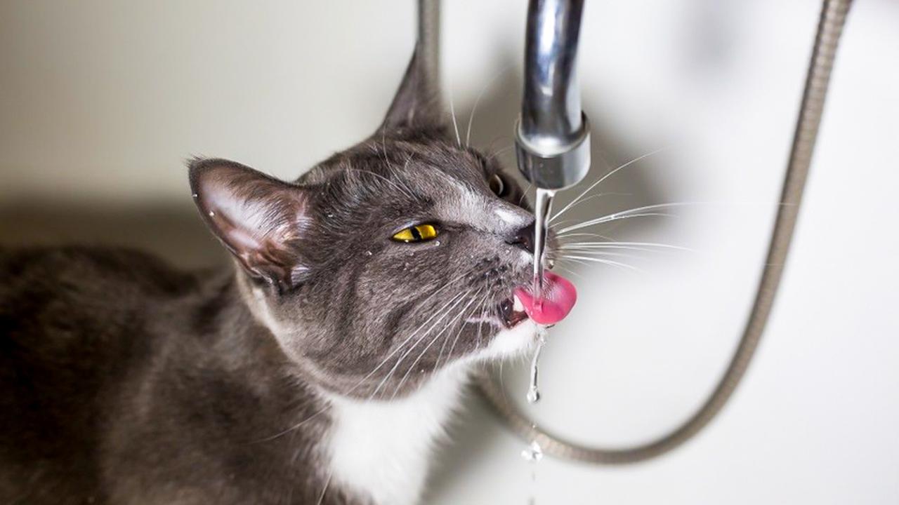 Почему котенок не пьет. Кошка пьет. Котик пьет. Котик пьет воду. Котенок пьет воду из крана.