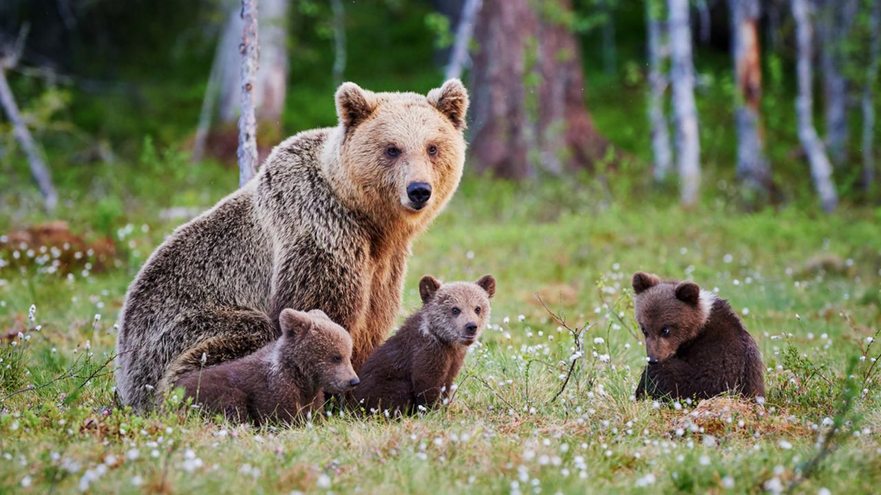 фото много медведей