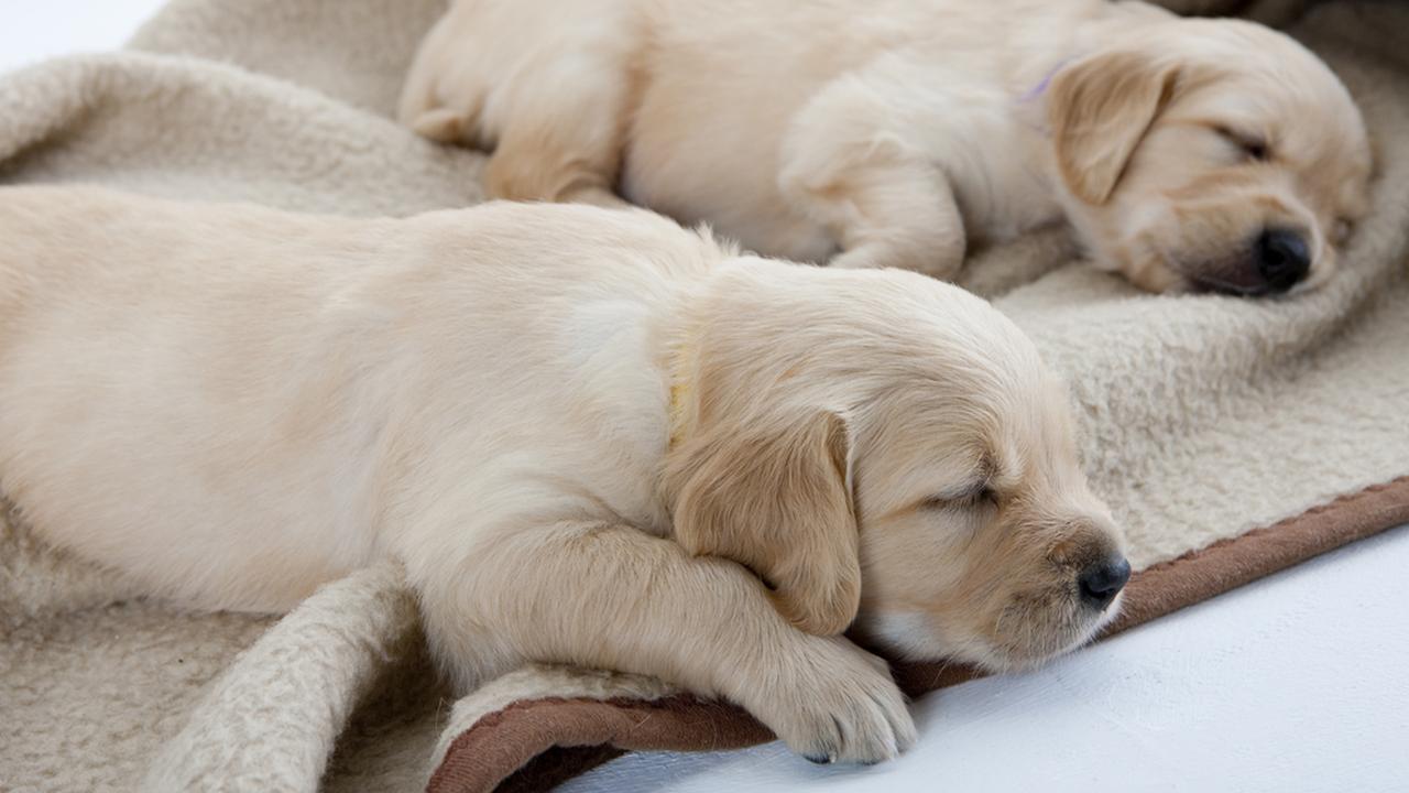 щенки. главное о щенках. порода собак лабрадор. главное о щенках. главное о щенках.