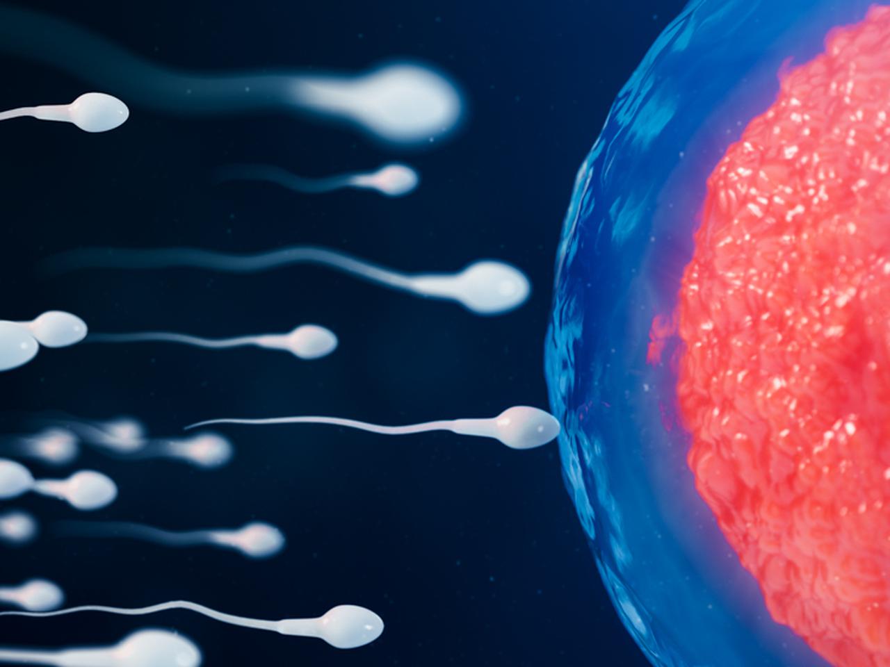 Срок жизни сперматозоида