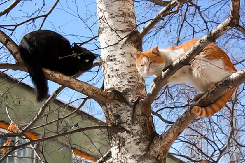 Коты прилетели картинки смешные