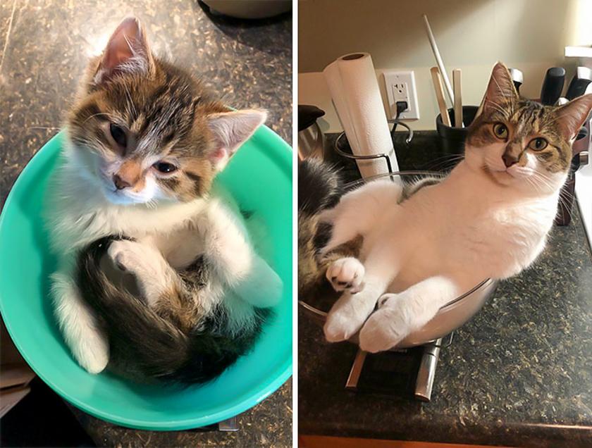 Фото Милых Котов