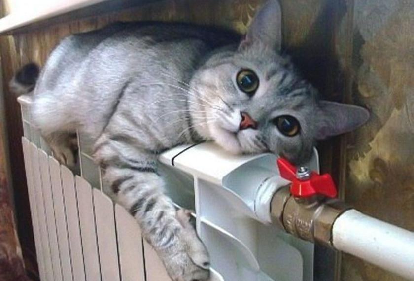 Фото Смешных Котиков
