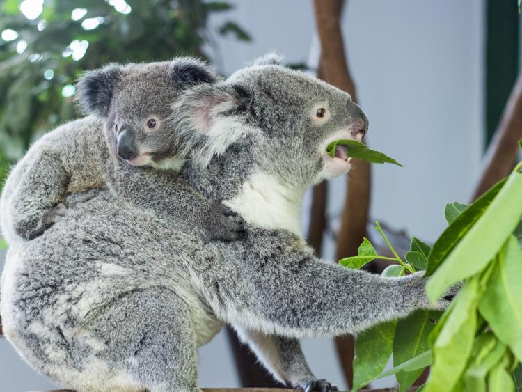 ���� ����� ��������� ��������, ���������� ����������� � ��������